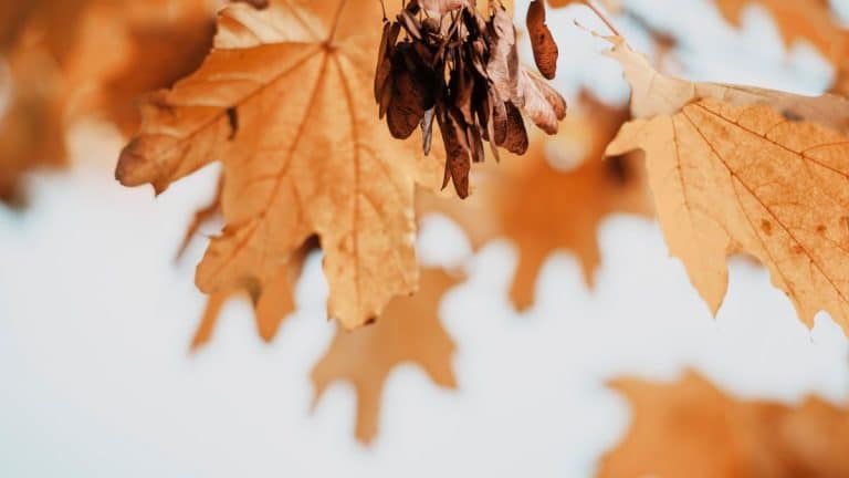 Les secrets d’un jardin automnal sain : pourquoi garder les feuilles mortes peut transformer votre gazon et aider la faune
