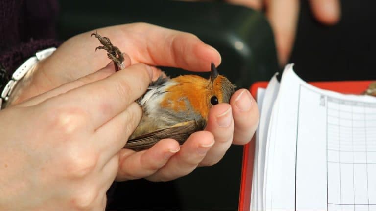 Comment attirer un rouge-gorge dans votre main ? Découvrez les secrets pour une interaction magique avec cet oiseau curieux